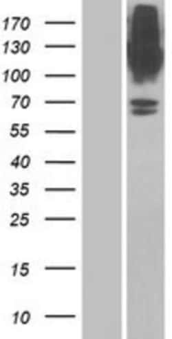 Novus Biologicals&trade;&nbsp;GlyT1/SLC6A9 Overexpression Lysate