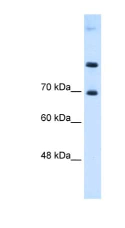 SLC7A4 Antibody, Novus Biologicals:Antibodies:Primary Antibodies