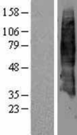 Novus Biologicals&trade;&nbsp;SLC7A4 Overexpression Lysate