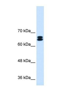 SLC9A9 Antibody, Novus Biologicals:Antibodies:Primary Antibodies
