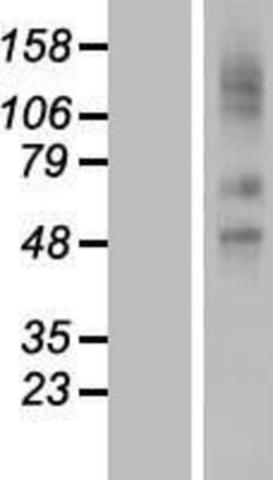 Novus Biologicals&trade;&nbsp;SLCO2A1 Overexpression Lysate