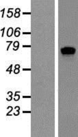 Novus Biologicals&trade;&nbsp;SLCO4A1 Overexpression Lysate
