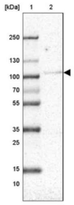 SLFN13 Antibody, Novus Biologicals:Antibodies:Primary Antibodies