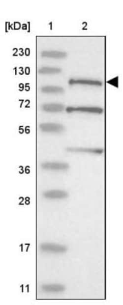 SLFN14 Antibody, Novus Biologicals:Antibodies:Primary Antibodies