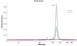 SLFN5 Antibody, Novus Biologicals 25 &mu;L; Unlabeled:Antibodies, Polyclonal