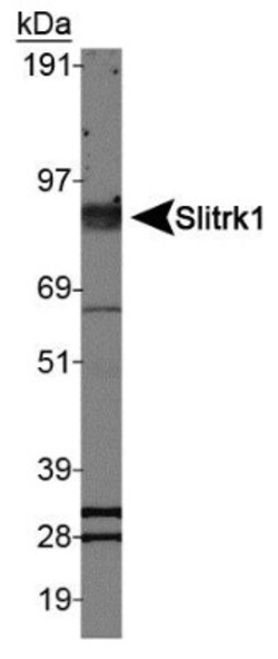 SLITRK1 Antibody - BSA Free, Novus Biologicals:Antibodies:Primary Antibodies