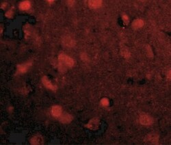 SLITRK4 Antibody - BSA Free, Novus Biologicals 0.025 mg, Unconjugated:Antibodies,