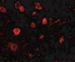 SLITRK4 Antibody - BSA Free, Novus Biologicals 0.025 mg, Unconjugated:Antibodies,