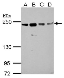 SLK Antibody, Novus Biologicals 0.1mL; Unlabeled:Antibodies, Polyclonal