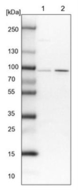 SLMAP Antibody, Novus Biologicals:Antibodies:Primary Antibodies