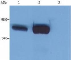 SLP-76/LCP2 Antibody (SLP-76/03) - BSA Free, Novus Biologicals 0.1mg; Unlabeled:Antibodies,