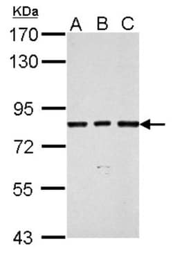SLU7 Antibody, Novus Biologicals 0.1mL; Unlabeled:Antibodies, Polyclonal