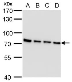 SLU7 Antibody (262), Novus Biologicals 0.1mL; Unlabeled:Antibodies, Monoclonal