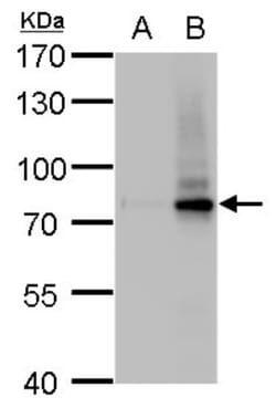 SLU7 Antibody (262), Novus Biologicals 0.1mL; Unlabeled:Antibodies, Monoclonal
