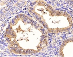 SM047 Antibody (SM047), Novus Biologicals 0.025mL; Unlabeled:Antibodies,