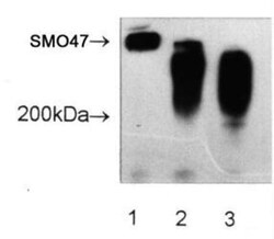 SM047 Antibody (SM047), Novus Biologicals 0.025mL; Unlabeled:Antibodies,