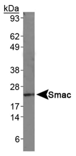 SMAC/Diablo Antibody (78-1-118), Novus Biologicals:Antibodies:Primary Antibodies