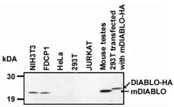 anti- SMAC/Diablo, Clone: 9H10, Novus Biologicals 0.05mg; Unlabeled:Antibodies,