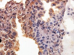 SMAC/Diablo Antibody, Novus Biologicals 0.05mL; Unlabeled:Antibodies, Polyclonal