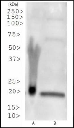 SMAC/Diablo Antibody, Novus Biologicals 0.05mL; Unlabeled:Antibodies, Polyclonal