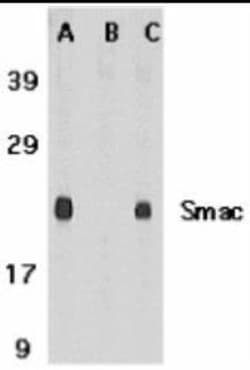 Novus Biologicals&trade;&nbsp;SMAC/Diablo Antibody Blocking Peptide