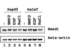 Smad1, p Ser206 Antibody, Novus Biologicals 0.1mg; Unlabeled:Antibodies,