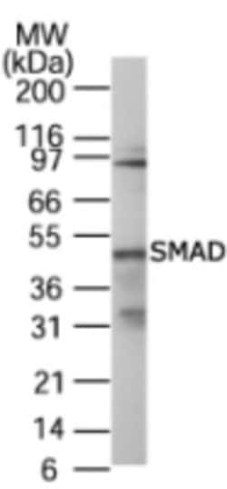 anti-SMAD1/5/8/9, Polyclonal, Novus Biologicals:Antibodies:Primary Antibodies