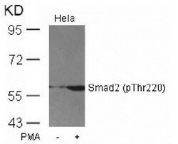 Smad2, p Thr220 Antibody, Novus Biologicals 0.025 mL | Buy Online | Novus Biologicals | Fisher Scientific