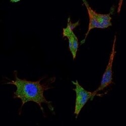 Smad5 Antibody (3H9), Novus Biologicals 0.1mL; Unlabeled:Antibodies, Monoclonal