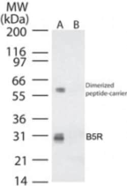 Smallpox B5R Antibody, Novus Biologicals:Antibodies:Primary Antibodies