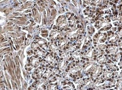 SMARCC1 Antibody, Novus Biologicals 0.1mL; Unlabeled:Antibodies, Polyclonal