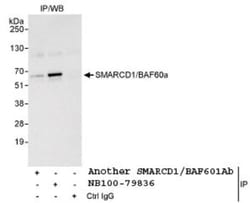 SMARCD1 Antibody, Novus Biologicals 0.1mL; Unlabeled:Antibodies, Polyclonal