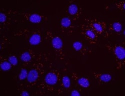 SMC1, p Ser957 Antibody, Novus Biologicals 0.1mL; Unlabeled:Antibodies,