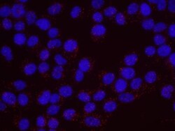 SMC1, p Ser957 Antibody, Novus Biologicals 0.1mL; Unlabeled:Antibodies,