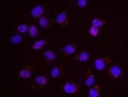 SMC1, p Ser957 Antibody, Novus Biologicals 0.1mL; Unlabeled:Antibodies,