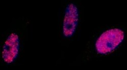 SMC1, p Ser966 Antibody, Novus Biologicals 0.1mL; Unlabeled:Antibodies,