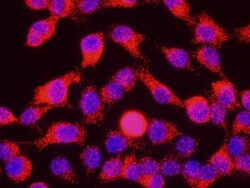 SMC1, p Ser966 Antibody, Novus Biologicals 0.1mL; Unlabeled:Antibodies,