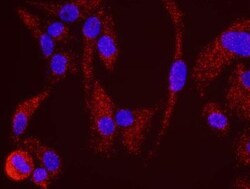 SMC1, p Ser966 Antibody, Novus Biologicals 0.1mL; Unlabeled:Antibodies,
