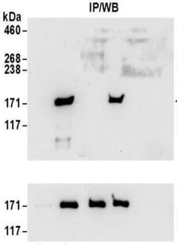 SMC1 Antibody, Novus Biologicals 0.1mg; Unlabeled:Antibodies, Polyclonal