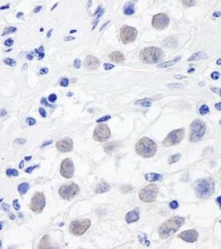 SMC3 Antibody, Novus Biologicals 0.1mL; Unlabeled:Antibodies, Polyclonal