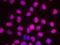 SMC3 Antibody, Novus Biologicals 0.1mL; Unlabeled:Antibodies, Polyclonal