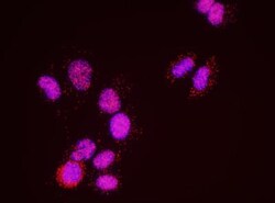 SMC3 Antibody, Novus Biologicals 0.1mL; Unlabeled:Antibodies, Polyclonal