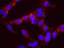 SMC3 Antibody, Novus Biologicals 0.1mL; Unlabeled:Antibodies, Polyclonal