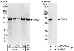 SMC3 Antibody, Novus Biologicals 0.1mL; Unlabeled:Antibodies, Polyclonal