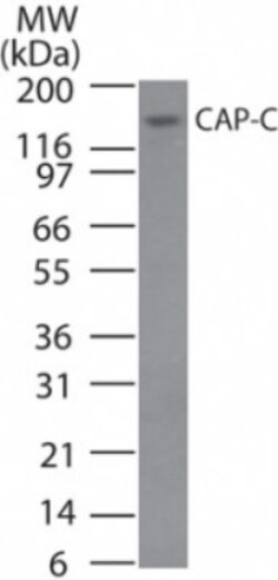 SMC4 Antibody, Novus Biologicals:Antibodies:Primary Antibodies