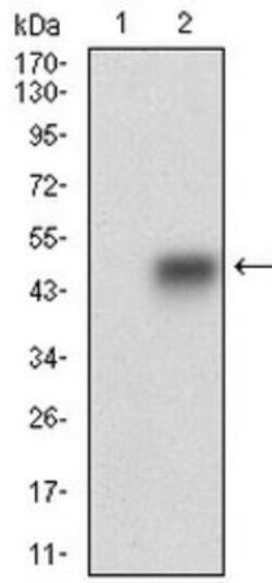 SMCP Antibody (5C10D8) - BSA Free, Novus Biologicals 0.1mL; Unlabeled:Antibodies,