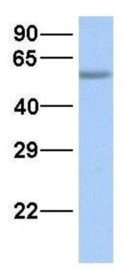 SMCR7L Antibody, Novus Biologicals 0.05mg; Unlabeled:Antibodies, Polyclonal