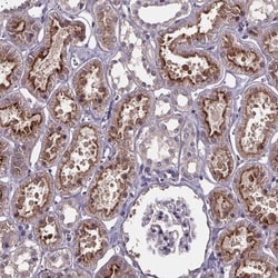 SMIM1 Antibody, Novus Biologicals 0.1mL; Unlabeled:Antibodies, Polyclonal