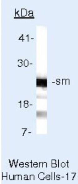 Smith Antigen Antibody (Y12), Novus Biologicals 100 &mu;L, Unconjugated:Antibodies,