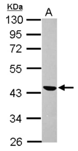 SMOC-1 Antibody, Novus Biologicals 0.1mL; Unlabeled:Antibodies, Polyclonal